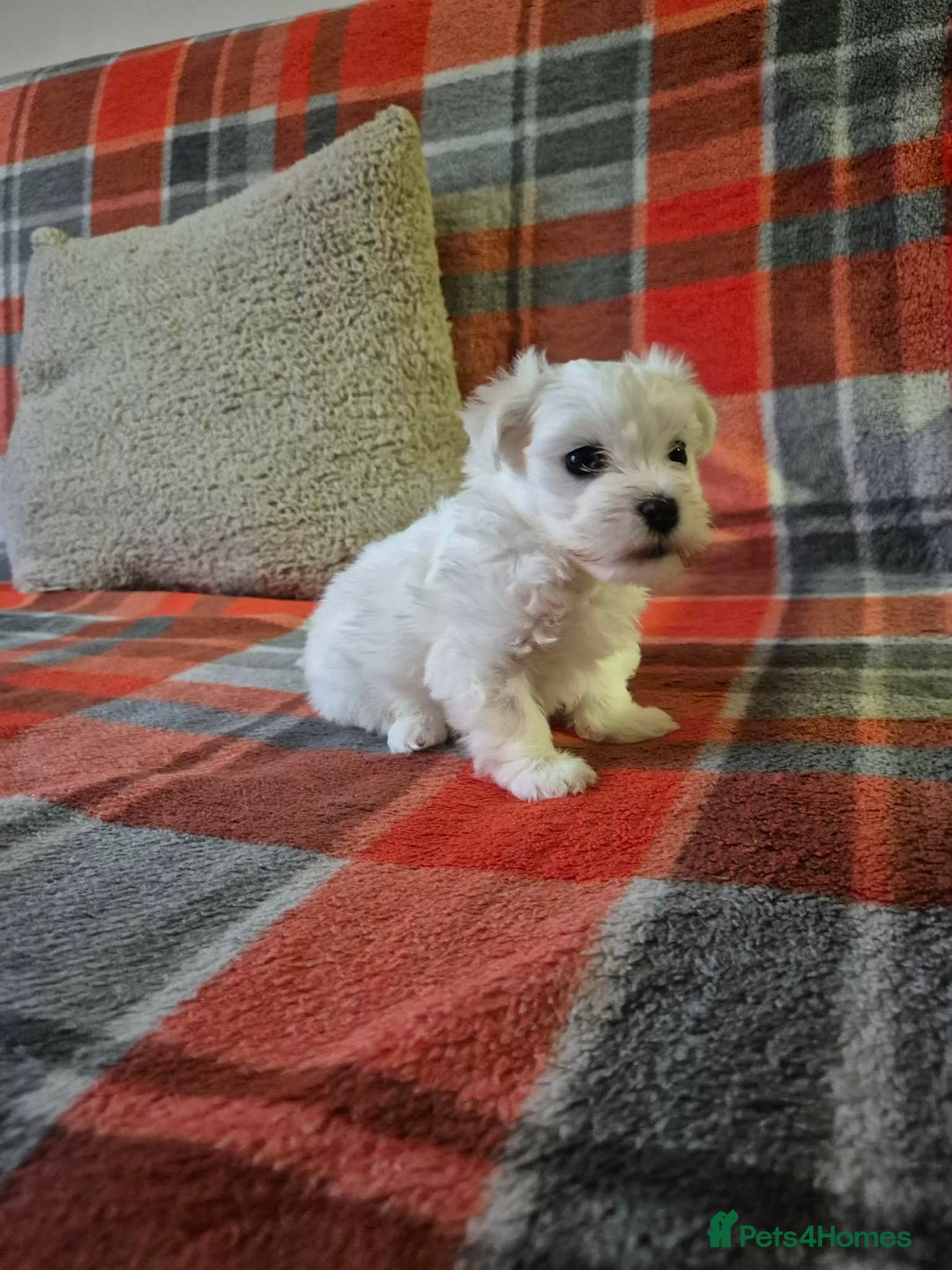 Bichon Frise dogs for sale: Bichon Frise - Advert 10