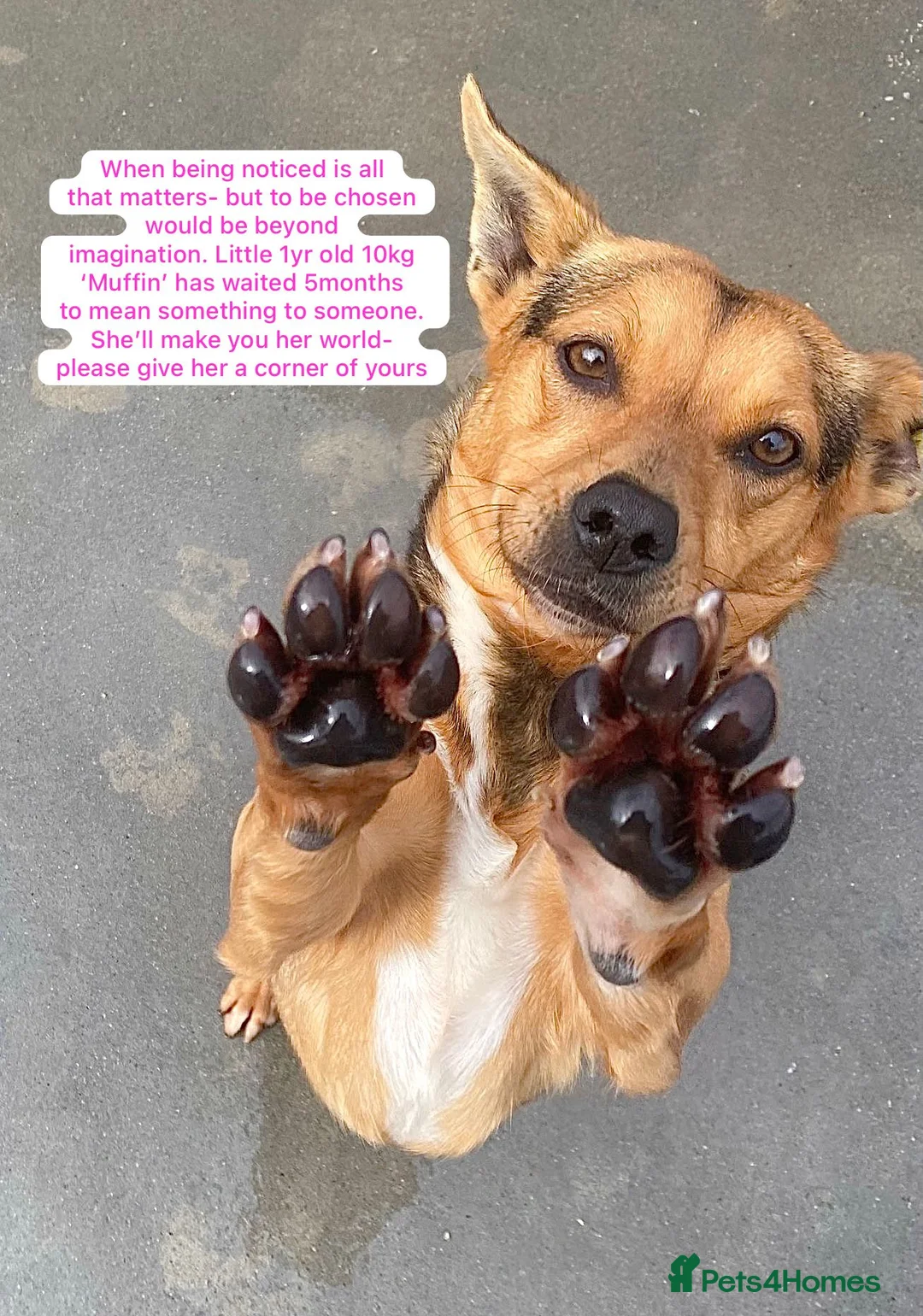 Mixed Breed dogs for adoption: Muffin, 1 yr approx. Available for adoption. - Advert 1