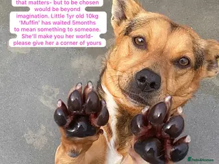 Mixed Breed dogs Muffin, 1 yr approx. Available for adoption. - Advert 1