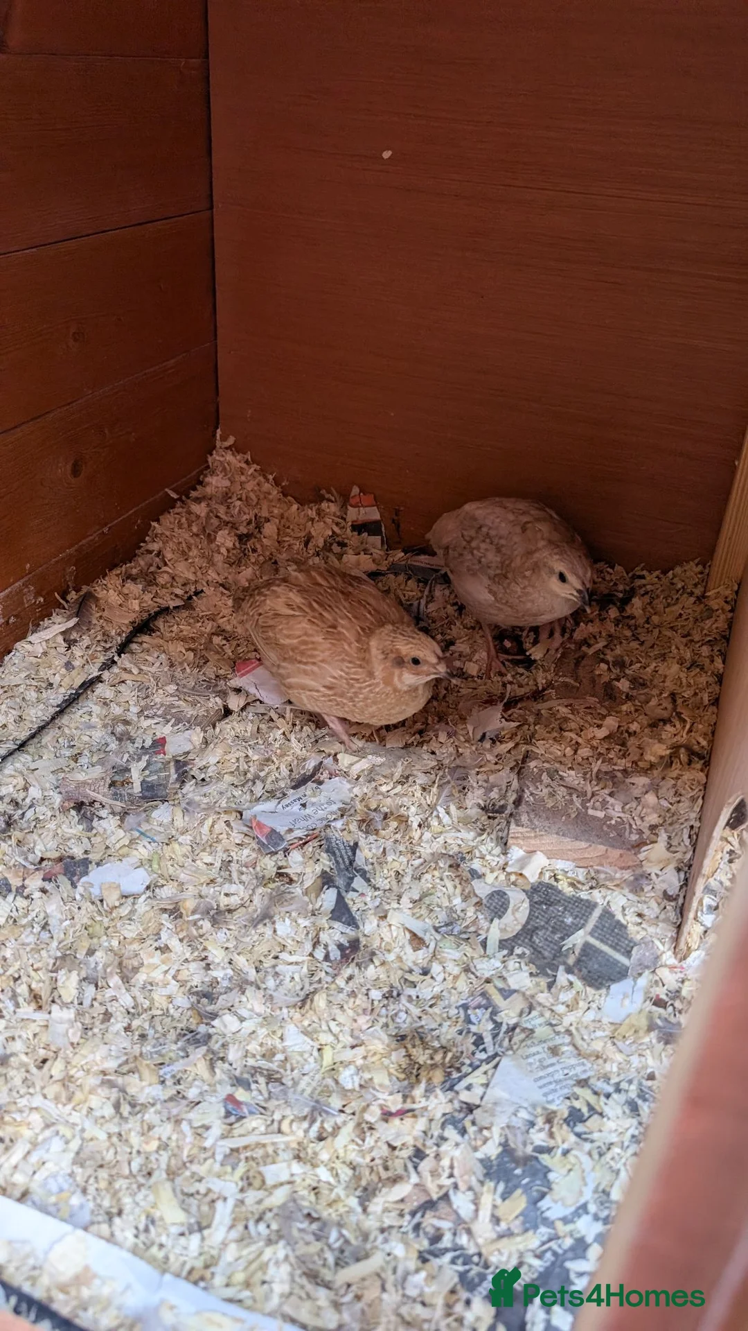 Quail poultry for sale: 4 male quails in Chelmsford - Advert 3