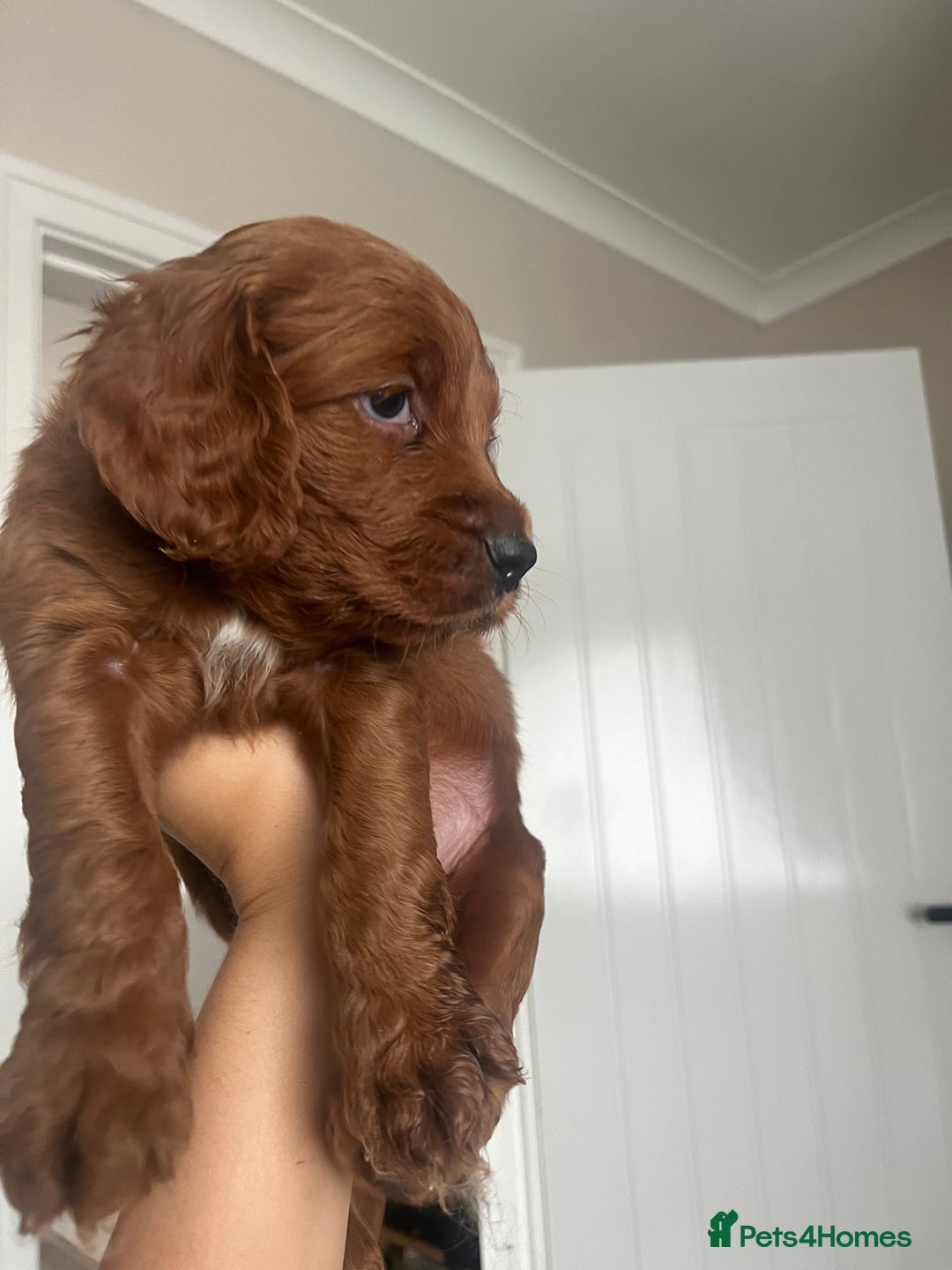 Cockapoo dogs for sale: Beautiful f2 puppies  - Image 9