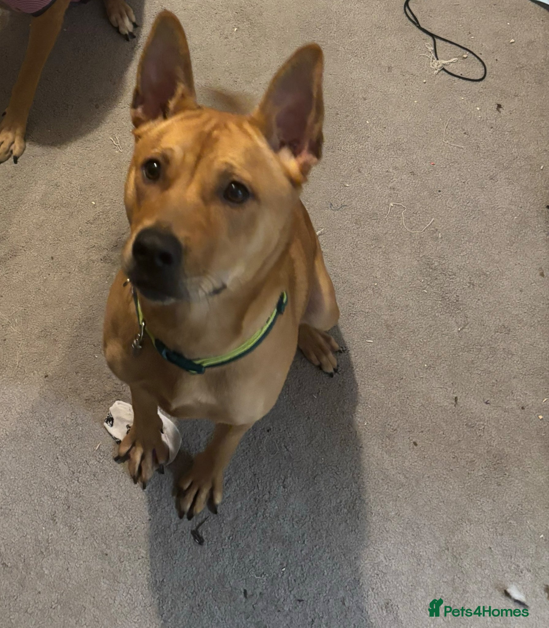 Mixed Breed dogs 11 month old Akita cross staff  - Advert 1