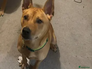 Mixed Breed dogs 11 month old Akita cross staff - Advert 1