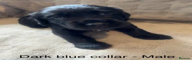 Dark Blue Collar