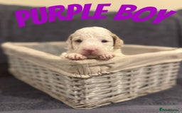 Mixed Breed dogs for sale: 👑 Superb Rare Health Tested Cockadoodledoo Pups - Image 18