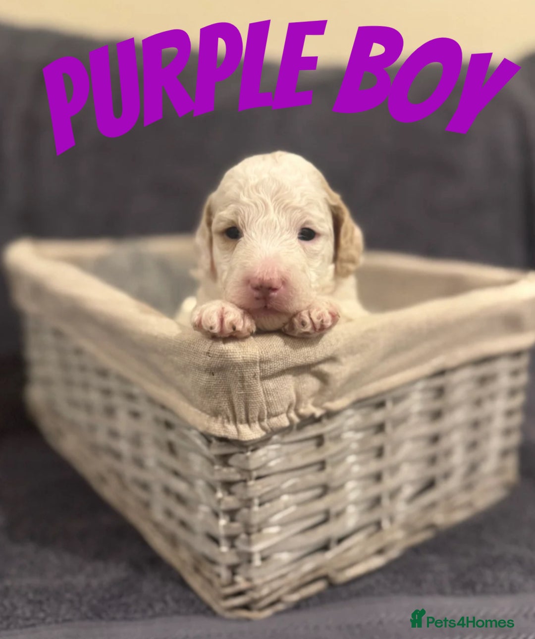 Mixed Breed dogs for sale: 👑 Superb Rare Health Tested Cockadoodledoo Pups - Image 18