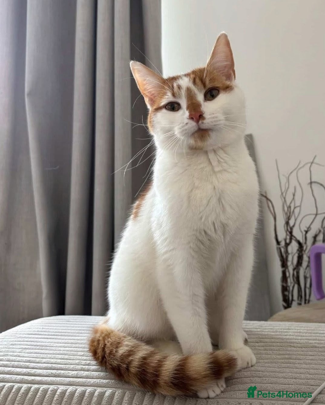 Mixed Breed cats Cat seeks home  - Advert 1