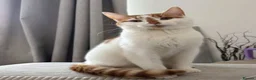 Mixed Breed cats for sale: Cat seeks home  in Castleford - Advert 1