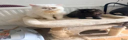 Mixed Breed cats for sale: Mixed breed - Advert 7