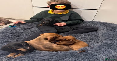 Miniature Dachshund dogs Quality Miniature Dachshund puppies - Advert 10