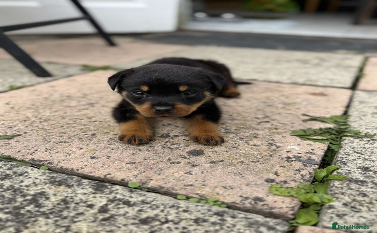 Rottweiler dogs - Advert 1