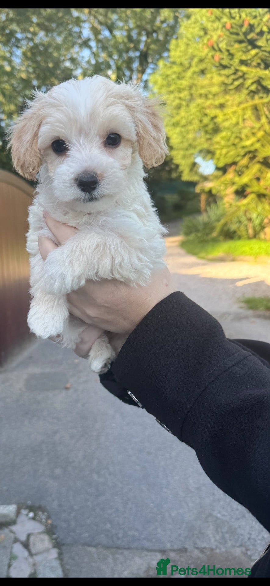 Maltipoo dogs Teddy bear maltipoo puppies  - Advert 2
