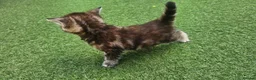 Mixed Breed cats for sale: Two adorable long fur kittens for sale in Telford - Advert 6