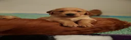 Golden Retriever dogs for sale: KC reg working golden retriever boys  - Advert 6