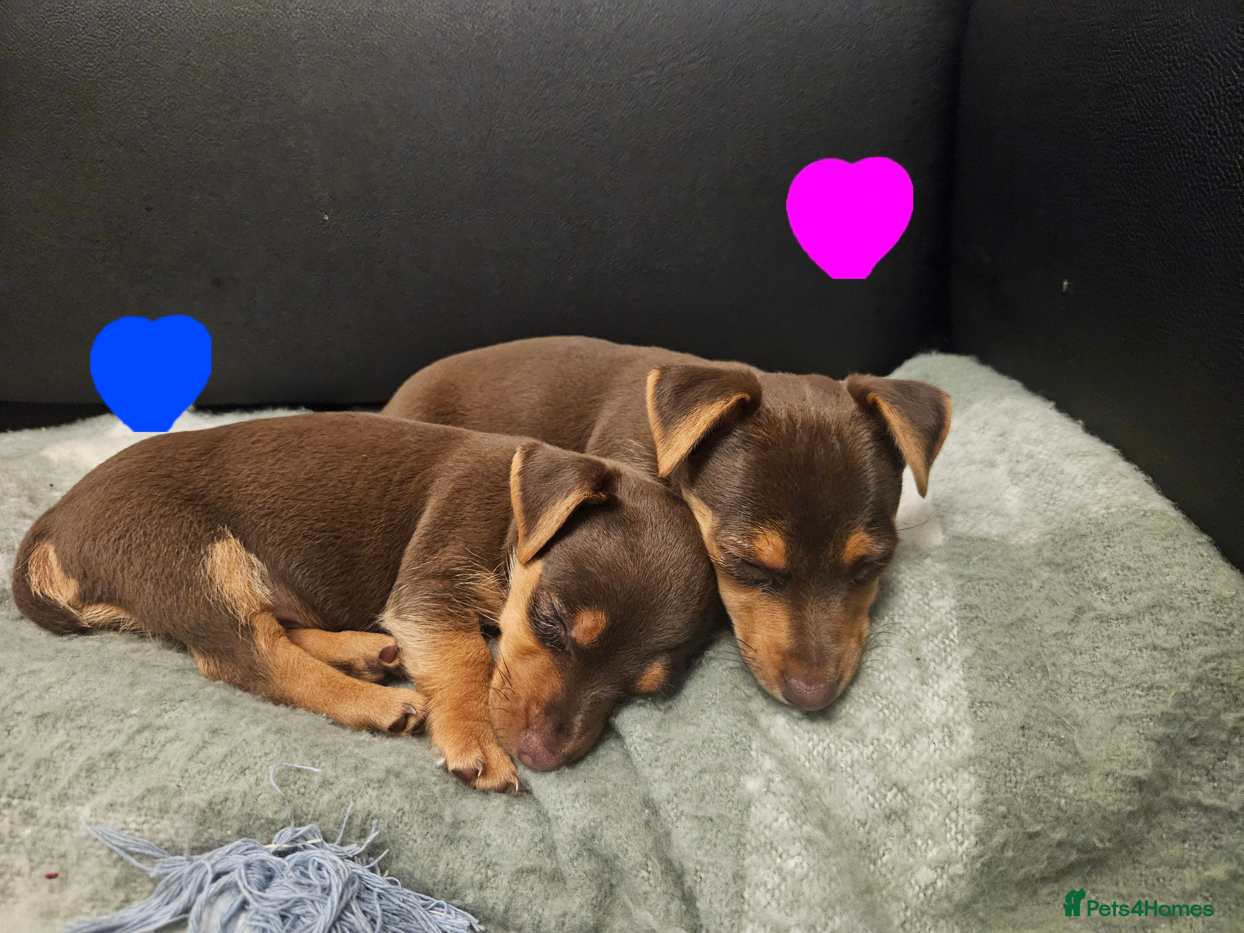 Jack Russell dogs  chocolate Jack Russell Puppies for Sale. - Advert 1