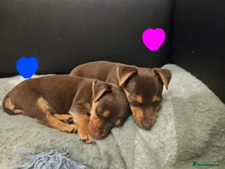 Jack Russell dogs chocolate Jack Russell Puppies for Sale. - Advert 1