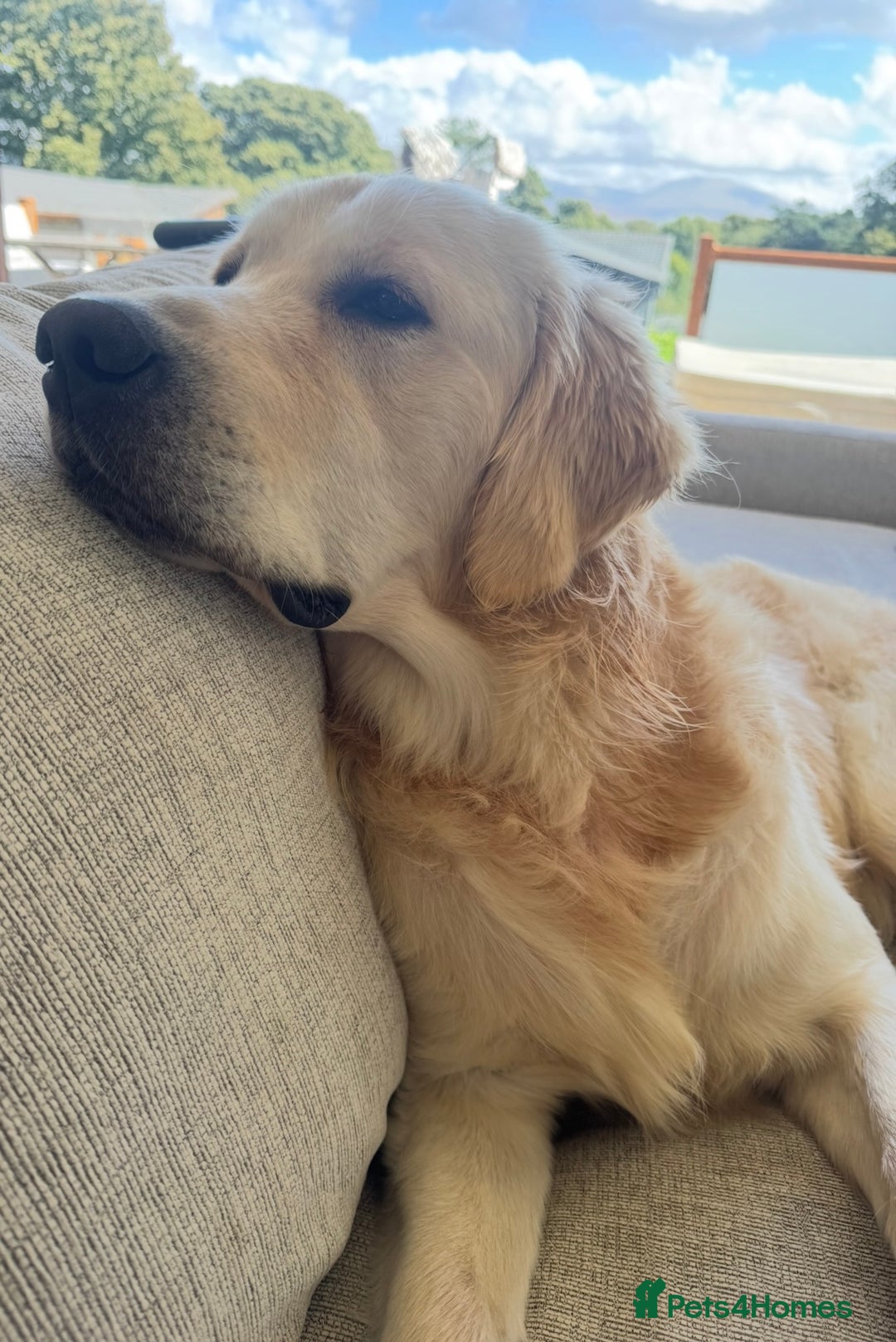 Golden Retriever dogs for stud: Show type KC registered, golden retriever for stud - Advert 12