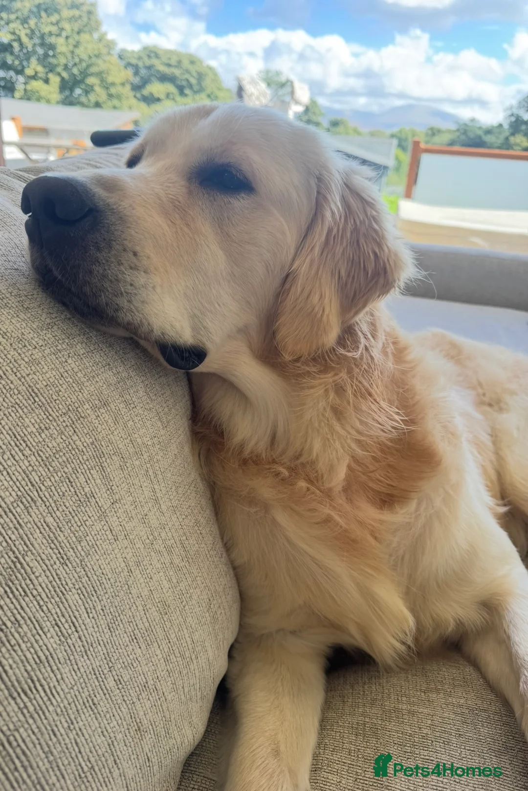 Golden Retriever dogs for stud: Show type KC registered, golden retriever for stud - Advert 12