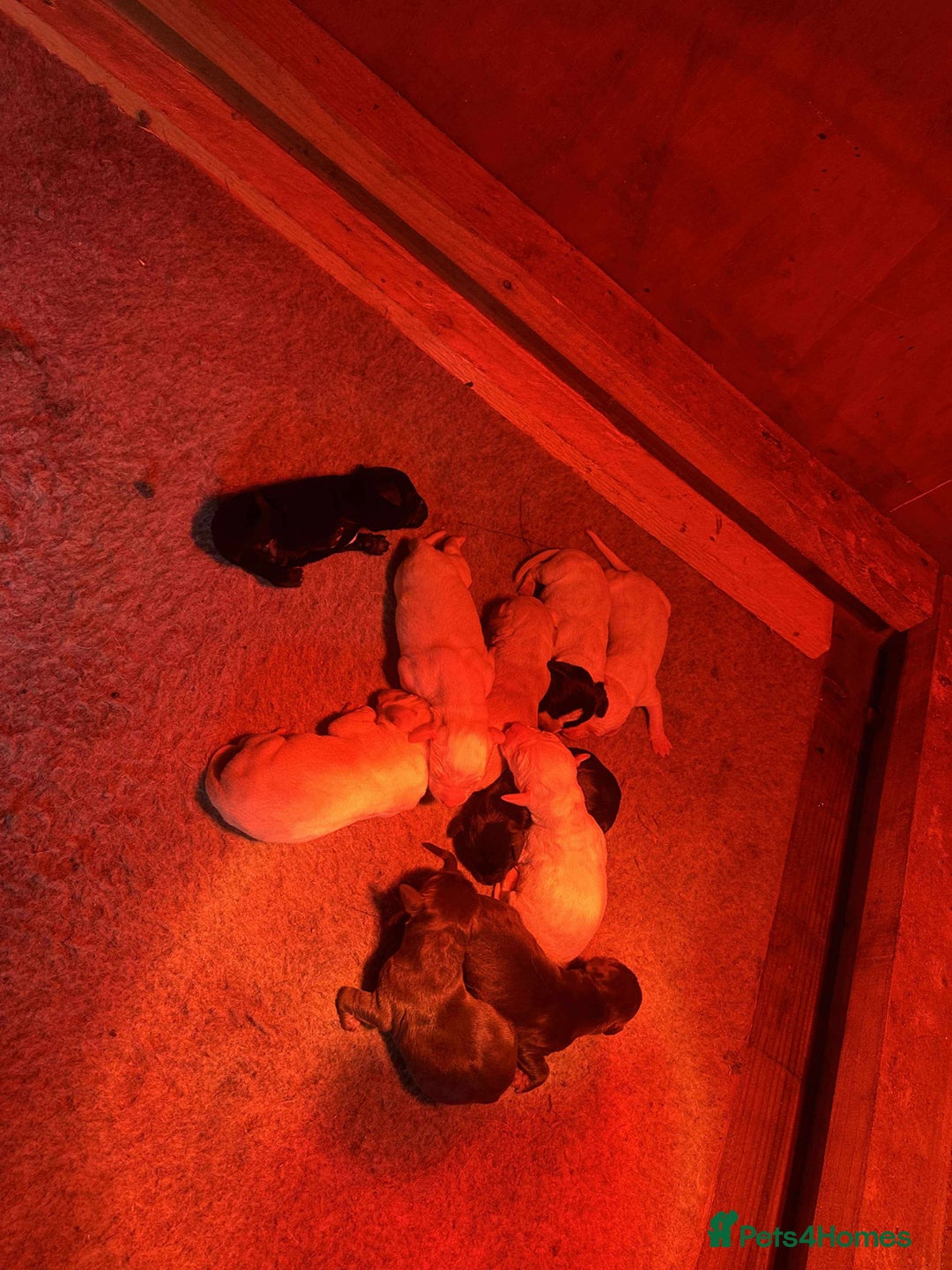 Mixed Breed dogs for sale: Stunning Labrador Pointer Puppies – Ready to go - Advert 2