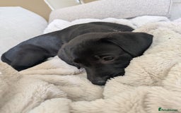 Labrador Retriever dogs for sale: Last black lab bitches available  - Image 20