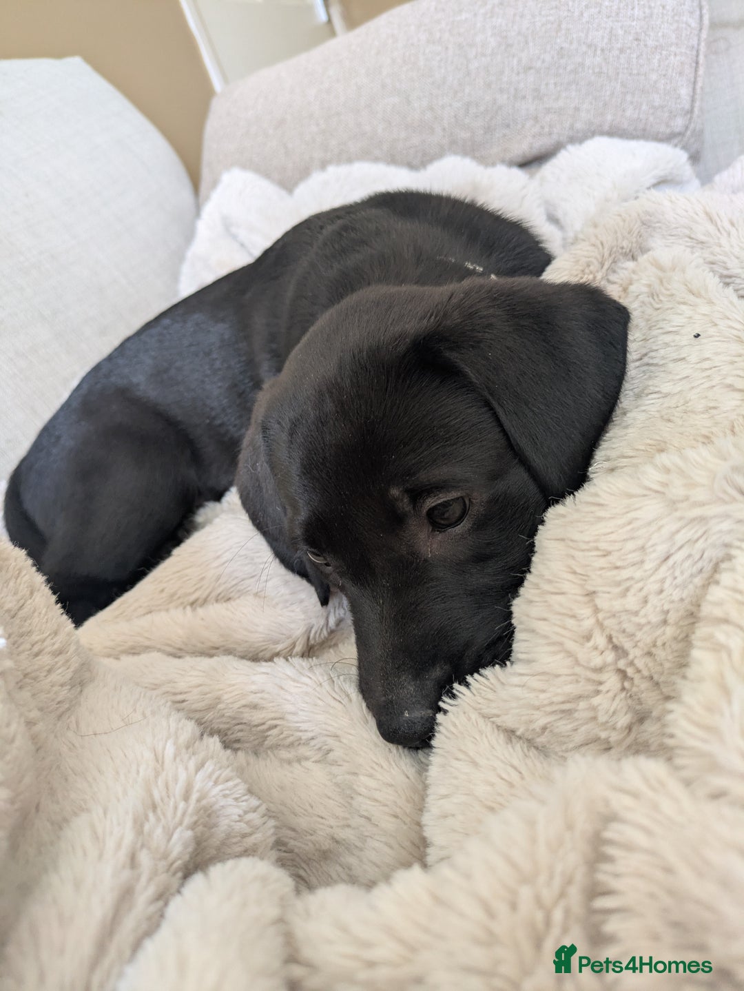Labrador Retriever dogs for sale: Last black lab bitches available  - Image 20