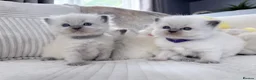 Ragdoll cats for sale: Blue Point Ragdoll Kittens for sale - Advert 21