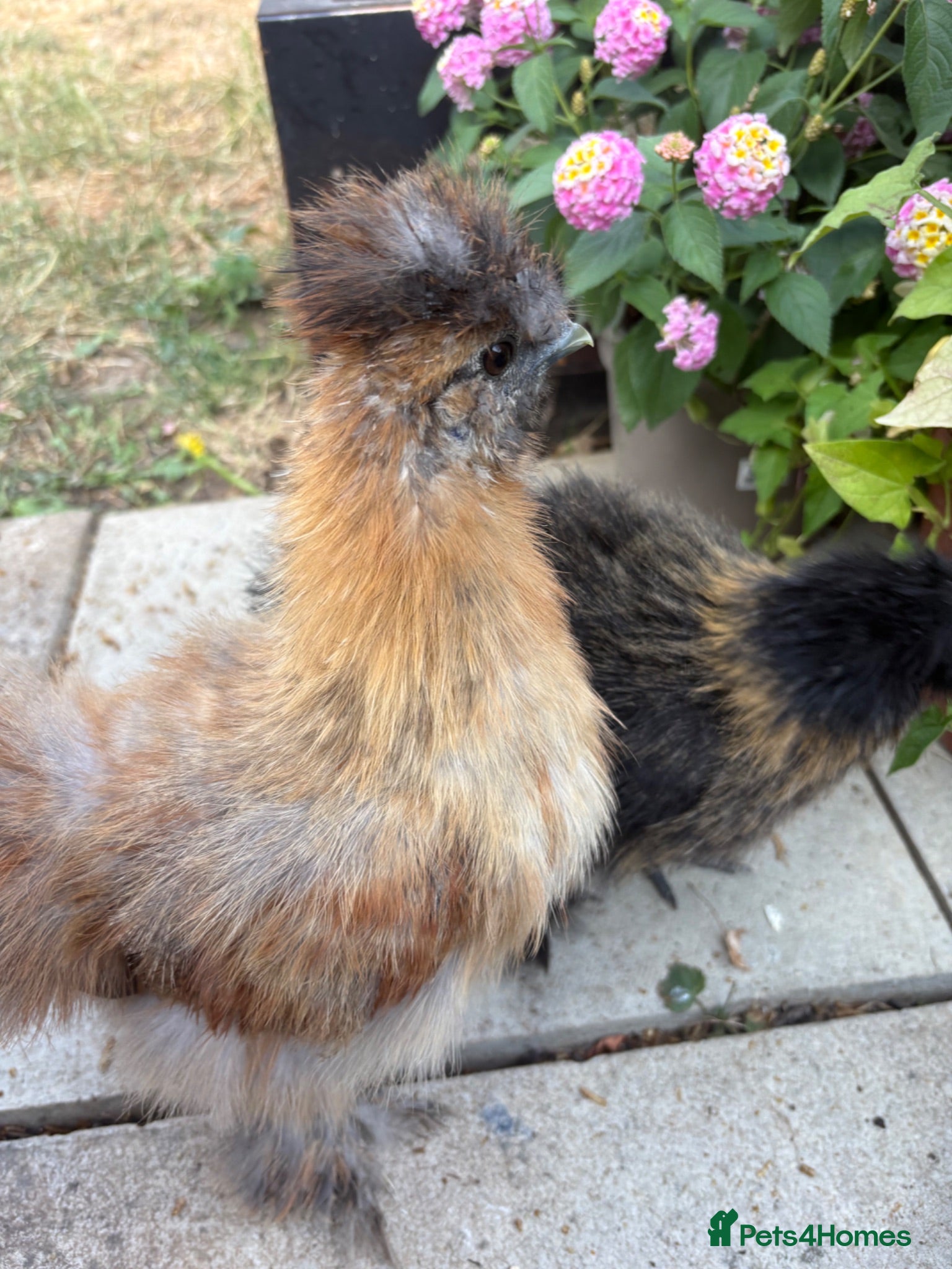 Chickens poultry Silkie chicks for rehoming - Advert 6