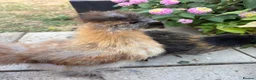 Chickens poultry for sale: Silkie chicks for rehoming in St Albans - Advert 1