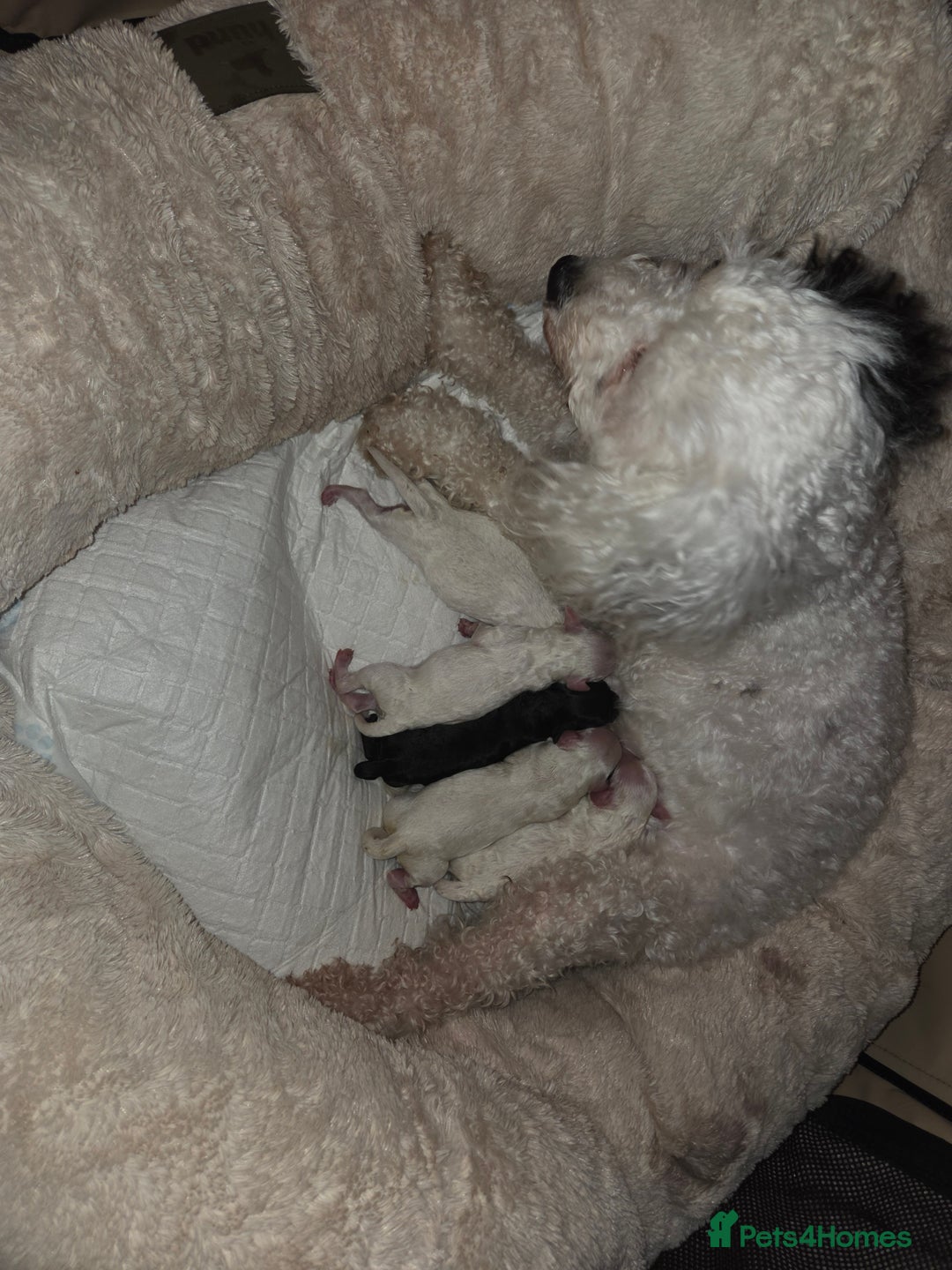 Cavapoo dogs for sale: F1B Cavapoo Puppies 4 boys avialable - Advert 12