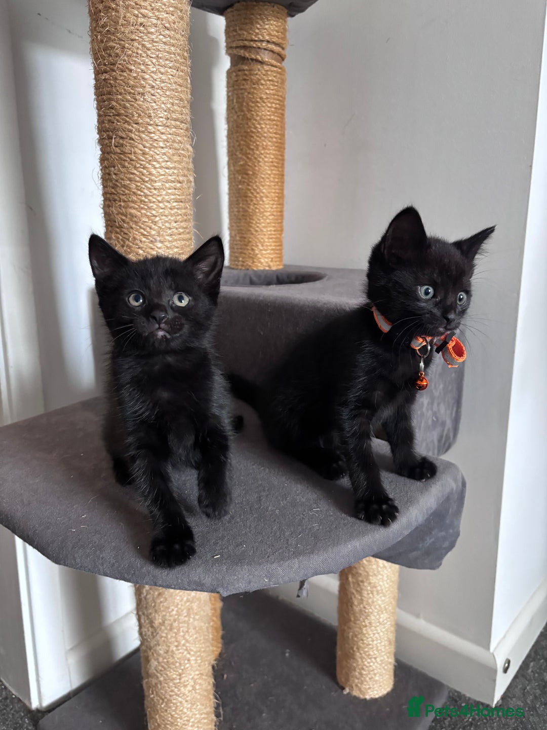 Mixed Breed cats for sale: Mixed breed Bengal kittens - Image 4