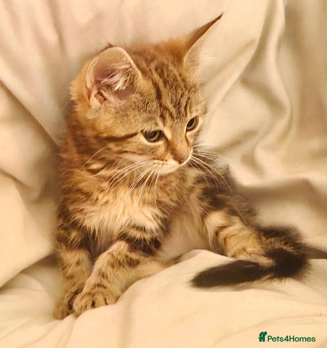 Maine Coon cats Bengal cross mainecoone kittens  - Advert 2