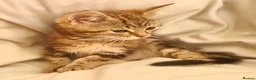 Maine Coon cats for sale: Bengal cross mainecoone kittens  - Advert 2