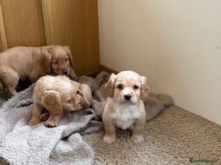 Cocker Spaniel dogs Kc registered DNA health tested cocker spaniel - Advert 13