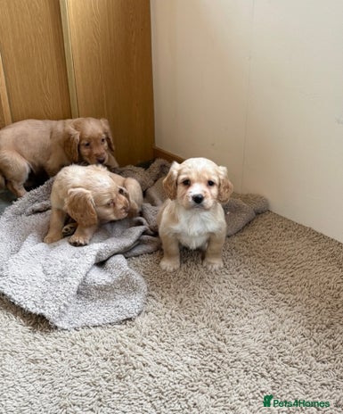 Cocker Spaniel dogs Kc registered DNA health tested cocker spaniel - Advert 2