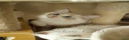 Ragdoll cats for sale: TICA championship Ragdoll Kittens  in London - Advert 23