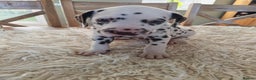 Dalmatian dogs for sale: Ready now - Champion Boys in the making!! - Advert 23