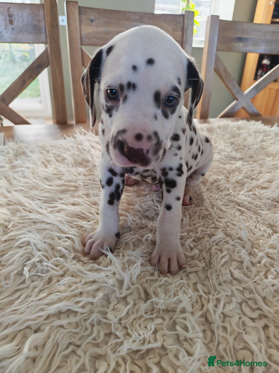 Dalmatian dogs for sale: Ready now - Champion Boys in the making!! - Advert 23