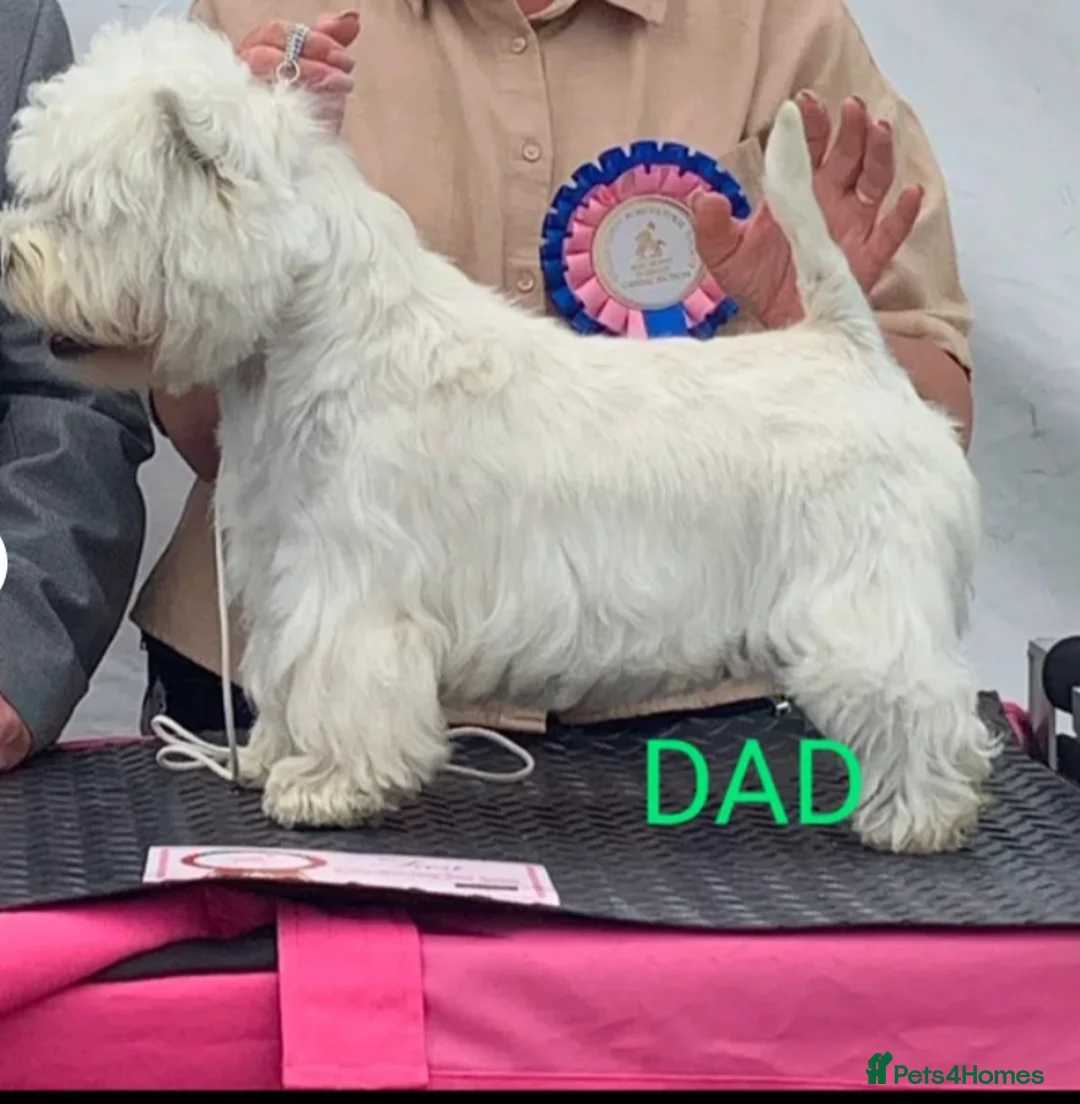 West Highland Terrier dogs for sale: Amazing westie girl looking for a new family.  - Advert 4