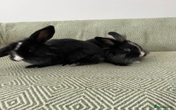 Mini Lion Lop rabbits for sale: Adorable Mini Lion Lops - Image 11