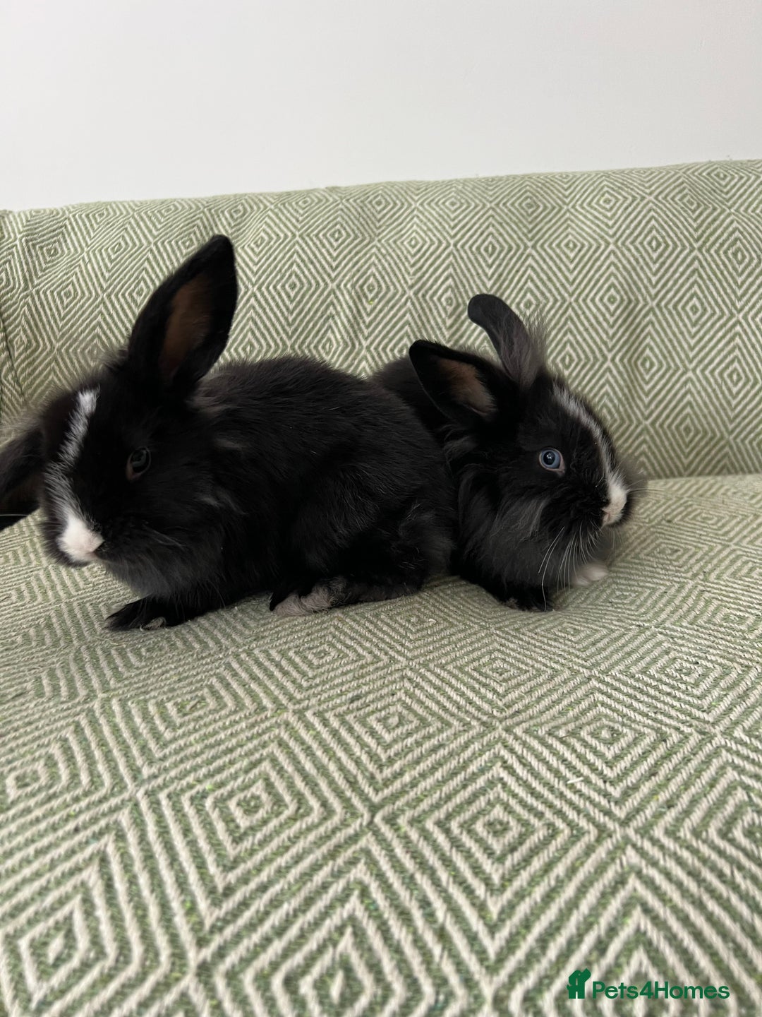 Mini Lion Lop rabbits for sale: Adorable Mini Lion Lops - Image 11