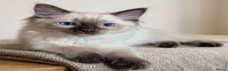 Ragdoll cats for sale: 🩵💖🩵READY FOR MY NEW HOME🥹🩵💖🩵  - Advert 3