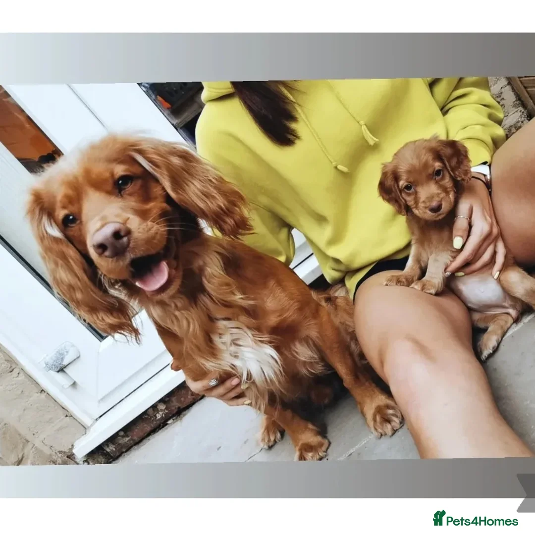 Cocker Spaniel dogs for stud: PROVEN Working Cocker Spaniel in Wigan - Advert 2