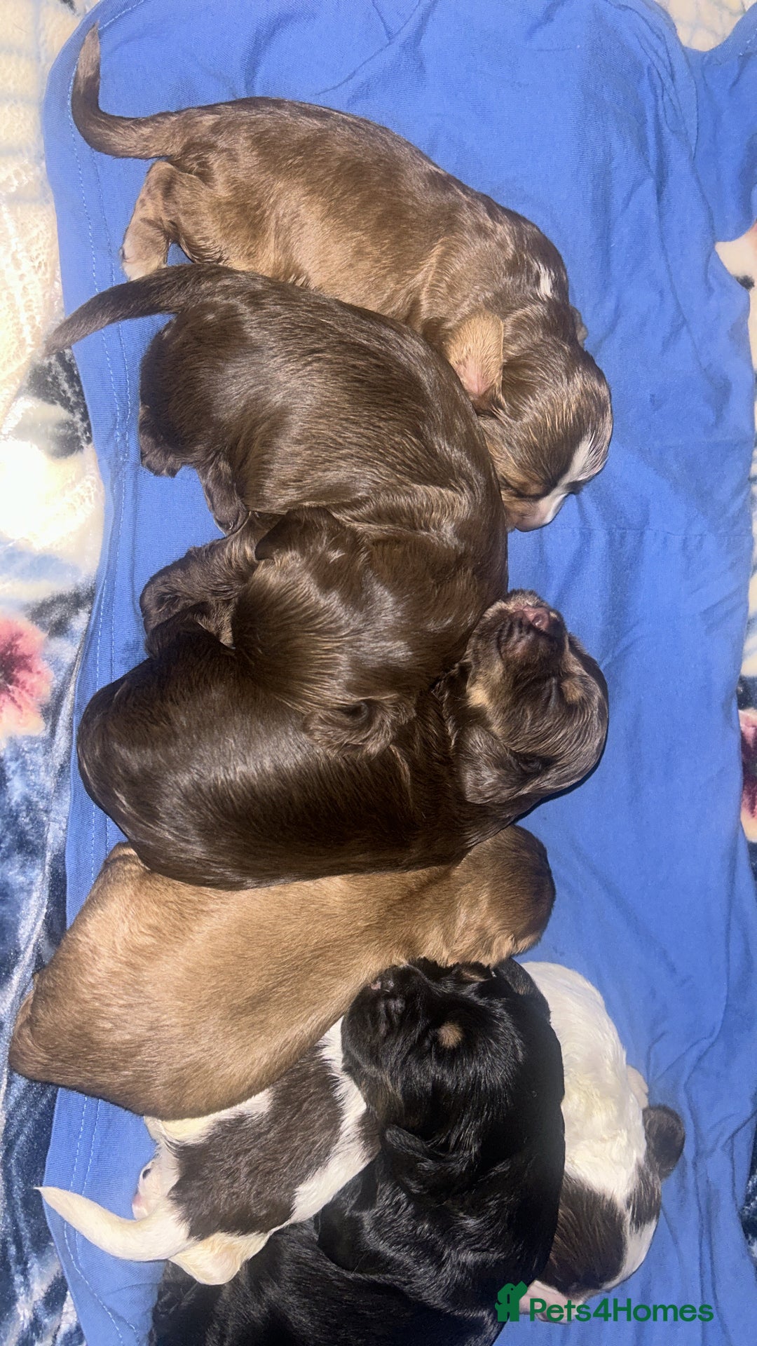 Cocker Spaniel dogs for sale: Kc registered Adorable Show cocker   puppy’s 🐶🐶 - Image 4