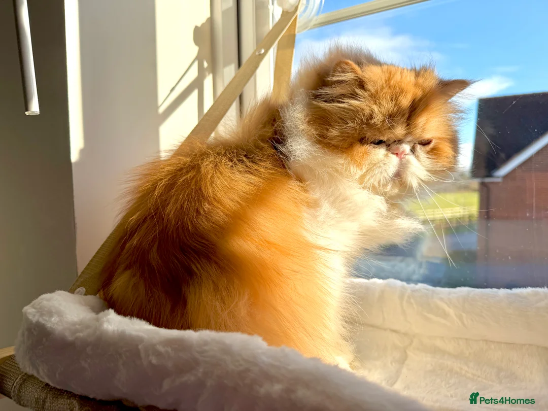 Persian cats for sale: Beautiful long hair bicolour white/red Persian boy - Advert 9