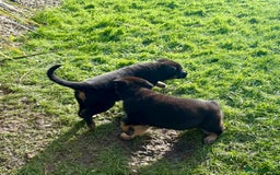 German Shepherd dogs for sale: Pedigree working line German shepherd pups - Image 4