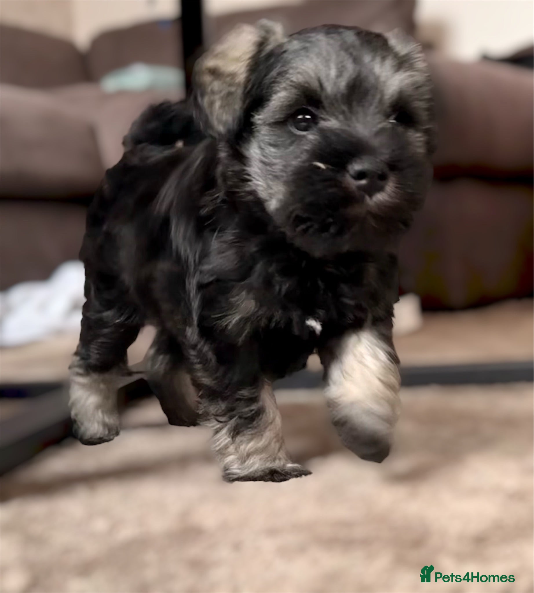 Miniature Schnauzer dogs KC Registered Miniature Schnauzer - Advert 5