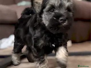 Miniature Schnauzer dogs KC Registered Miniature Schnauzer - Advert 3