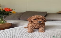 Cavapoo dogs for sale: Beautiful Litter Of F2b Cavapoos - Image 16