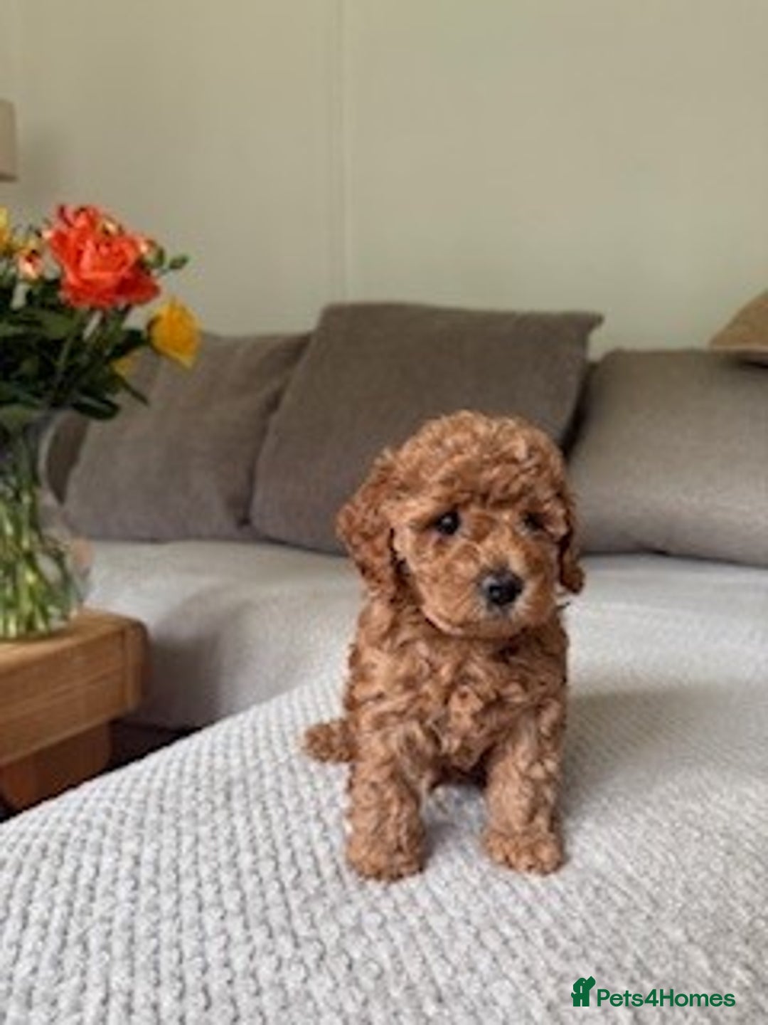 Cavapoo dogs for sale: Beautiful Litter Of F2b Cavapoos - Image 16