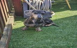 Miniature Dachshund dogs for sale: Blue tan dapple female - Image 3